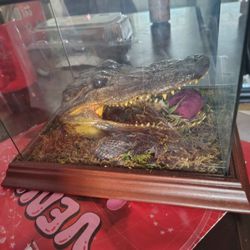 Taxidermy Gator Head Display