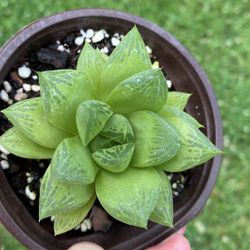 Haworthia Cuspidata