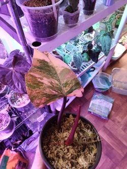 Strawberry shake philodendron