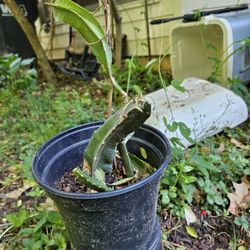 Dragon Frit Plant 