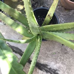 Aloe Vera Plant 