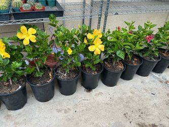 Hibiscus bushes15$ each