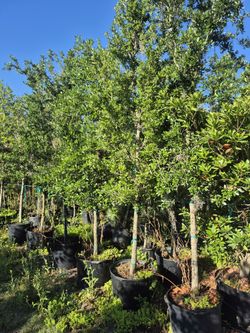 Maple trees, ten foot tall, delivered and planted anywhere in florida
