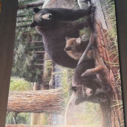 Set Of 5 Float-mounted Wall Art