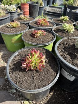 Spring Succulents Sale (Read Description)
