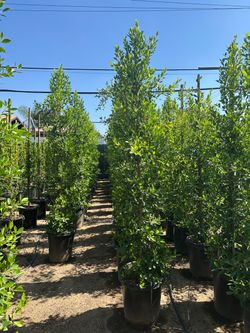 Ficus Nitida Indian Laurel hedge