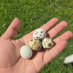 Fertilized Coturnix Texas A&M Quail Eggs For Sale
