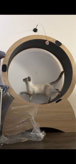 Like New Cat Wheel - Great for Energetic Cats!