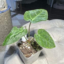 Anthurium Magnificum x Ace of Spades x Dark Forgetii