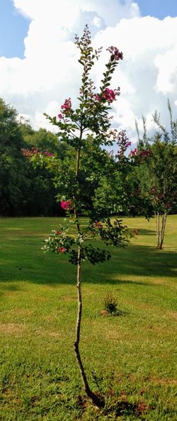 Purple / deep pink crepe Myrtle