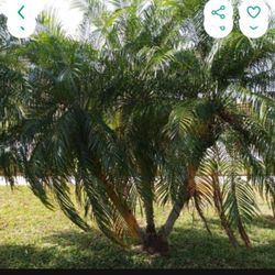 🔥🔥Come Get Them 4 Palm Trees 🌴 $100