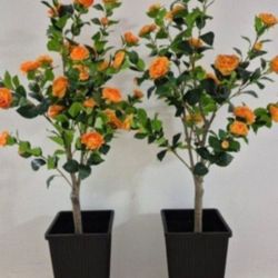 *** NEW LOW PRICE *** PAIR of 5ft Faux Camellias in 24in Black Resin Planters @ Lasting Creations