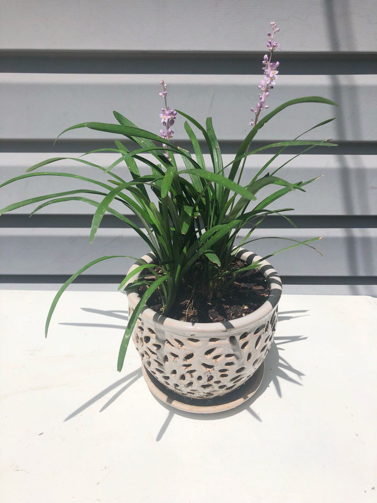 Plant with Purple Flowers in Ceramic Pot