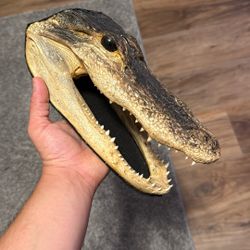 Real Alligator Head 