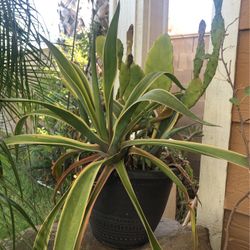 Succulent Arrangement