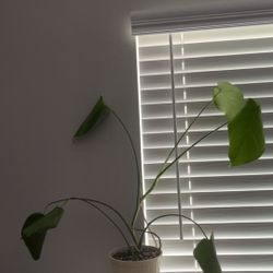 Small Monstera Deliciosa in White Pot