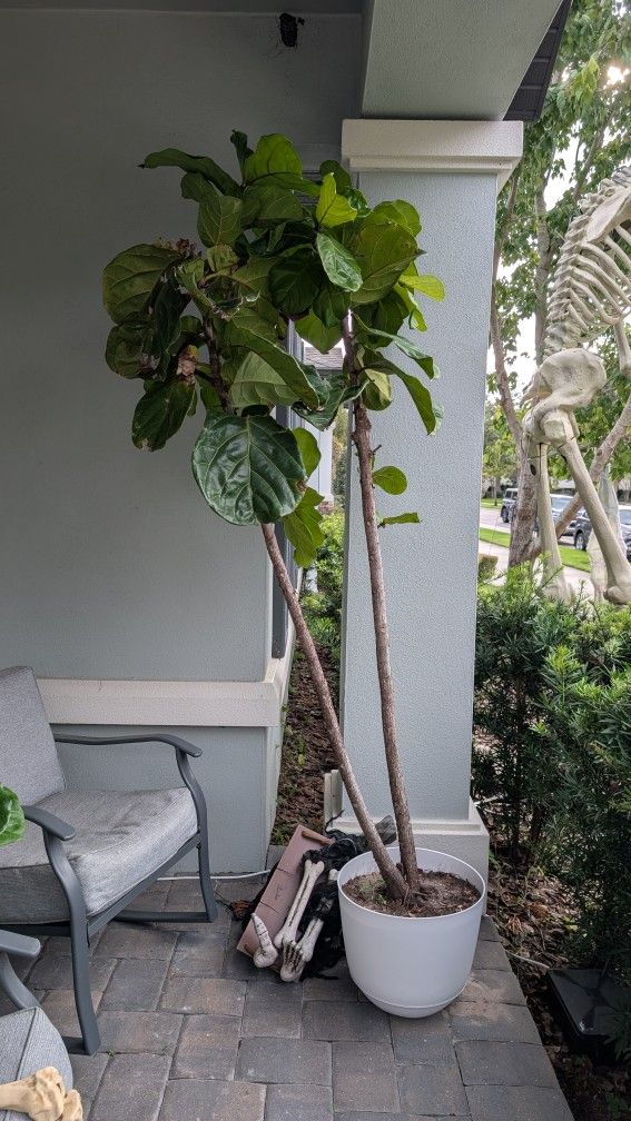 Fiddle Leaf Fig Plant