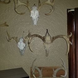 Deer Antlers.  BEST OFFER 