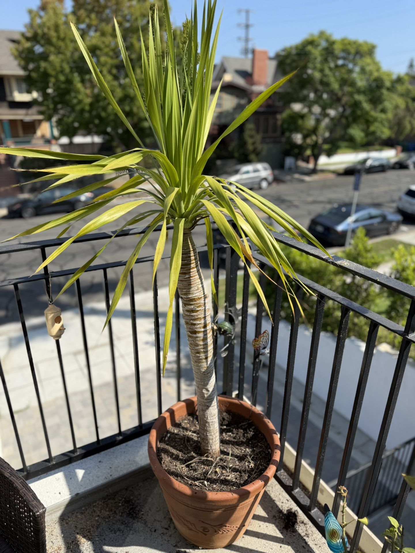 Palm Tree With Ceramic Pot