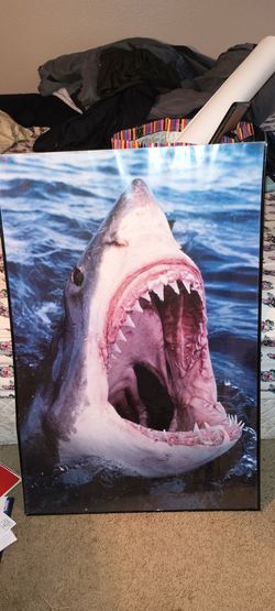 Shark Poster, With Plastic Cover And Lite Frame 