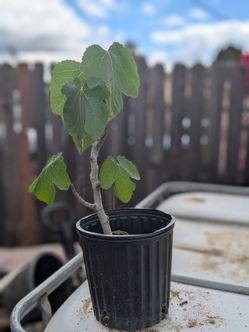 Rooted Fig Tree - Easy to Grow & Hardy!