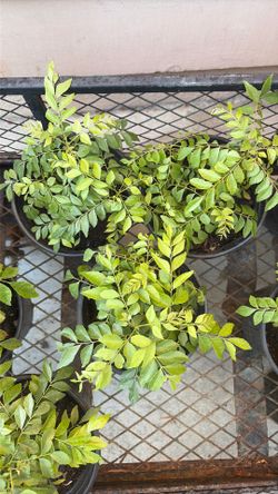 Thai Curry Plant