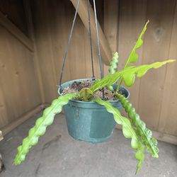 Fish bone cactus 🌵