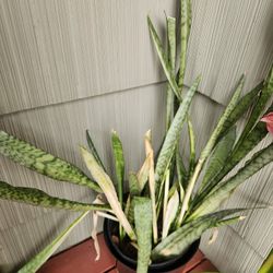 Snake Plant *pending*