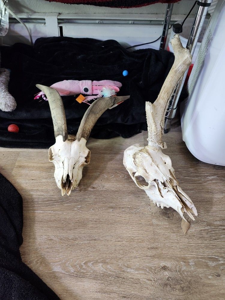 Goat Skull