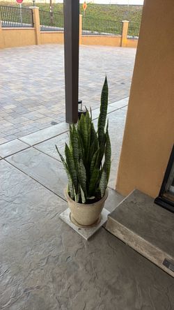 🪴 plant