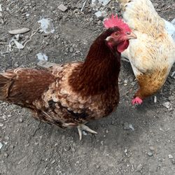Organic Chicken Eggs