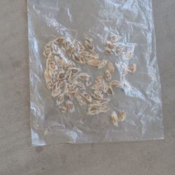 100 Moringa Seeds (Medicinal benefits)$5