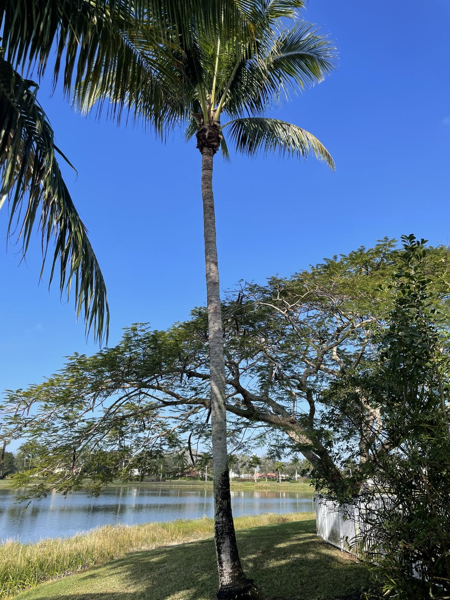 40ft Coconut Tree
