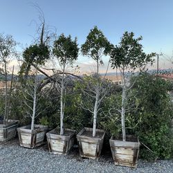 24 galones  arboles  De  12 pies de alto