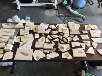 Fossils From The Green River Formation