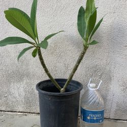 Plumeria Plants For Sale $25 