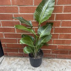 Giant Bird Of Paradise House Plant 