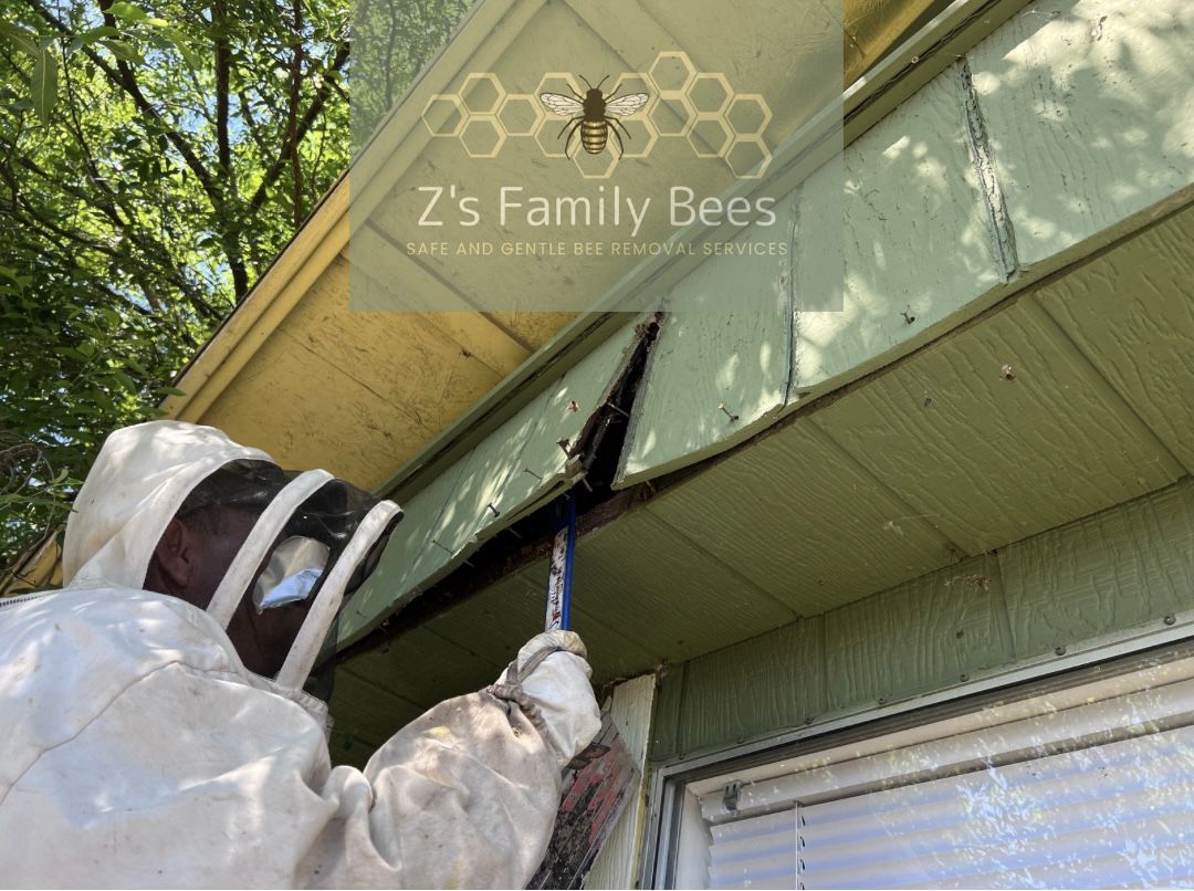 Honey Bee Swarm & Hive Removal