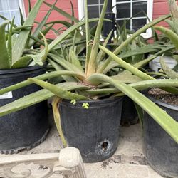 Plants - sabila $1-7 (Aloe Vera)