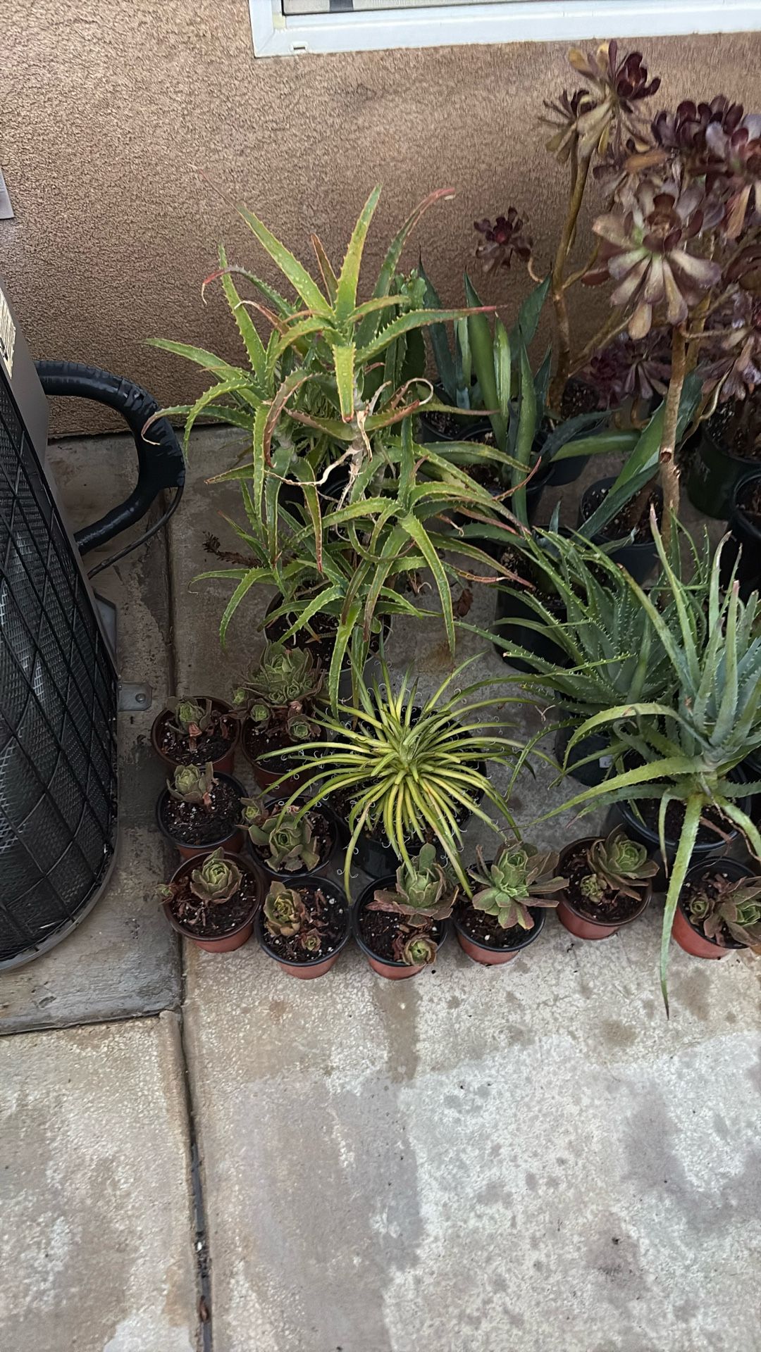 Natural Cactus And Succulents Any Offers Only $ 123 SW area