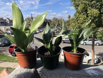 3. Snake Plants