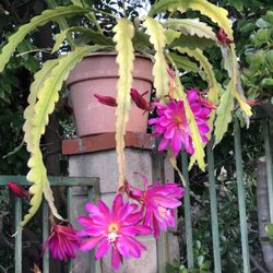 Epiphyllum Plant
