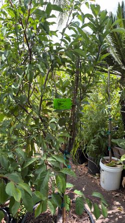Common plum tree