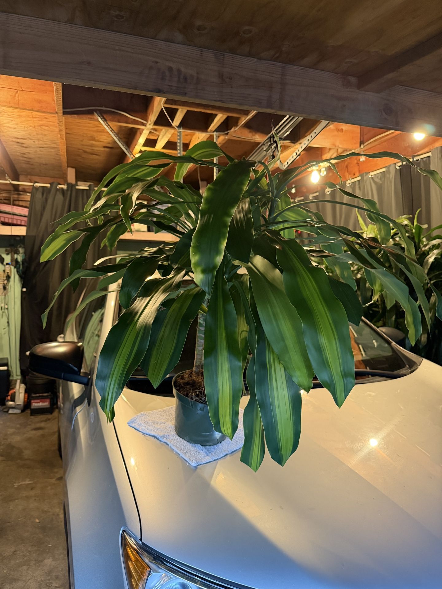 Lovely Real Indoor $25