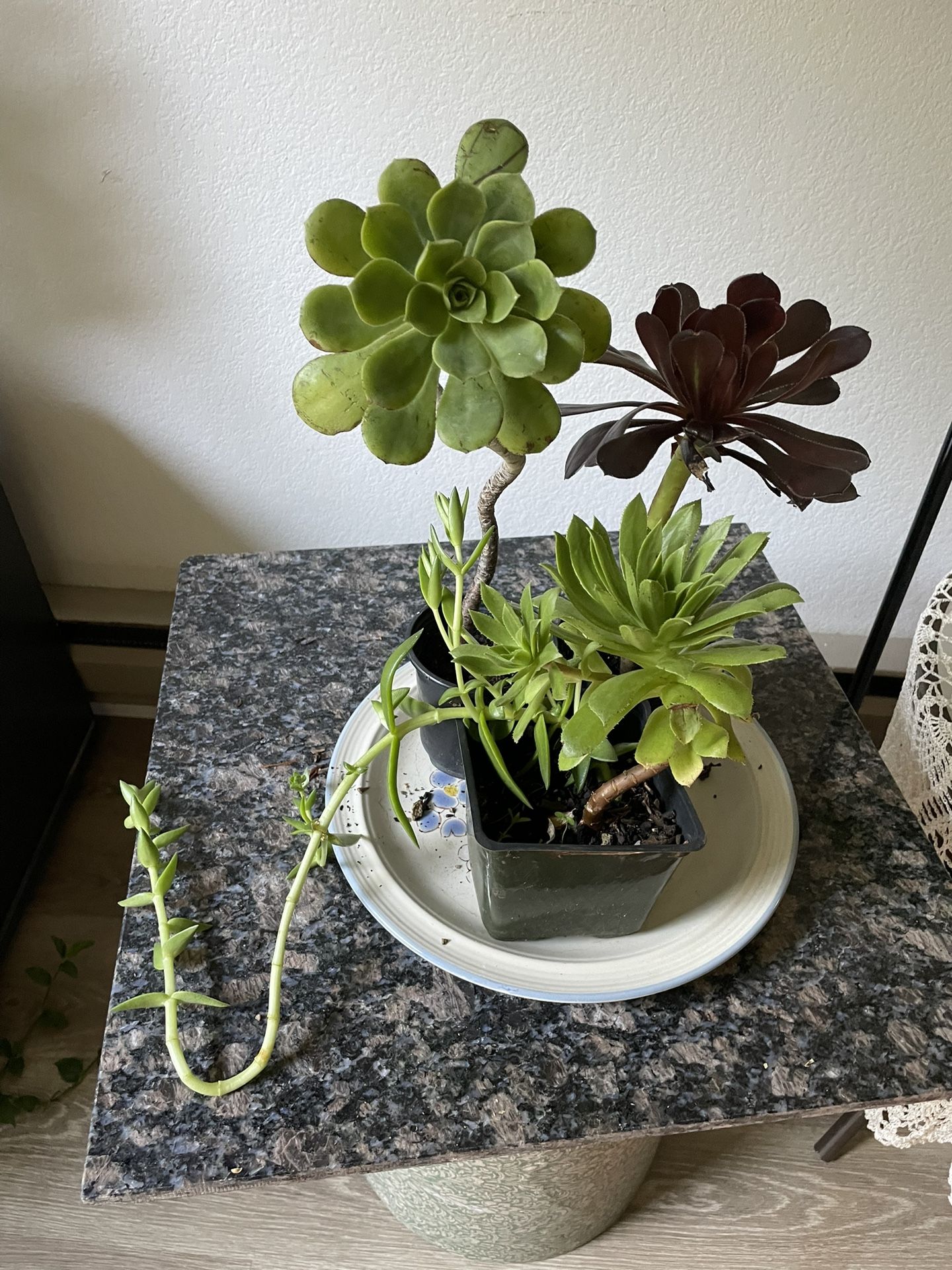 Three Pots  with four different succulent plants