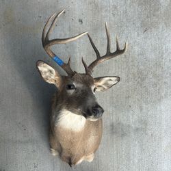 White Tail Deer Mount