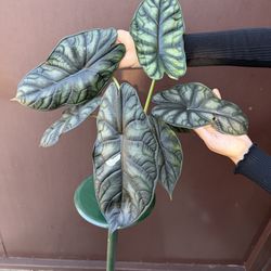 6” xl Alocasia dragon scale