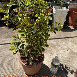Euonymus live plant