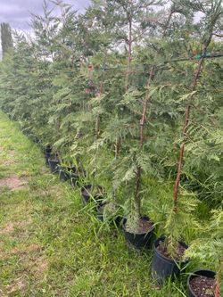 Leyland Cypress