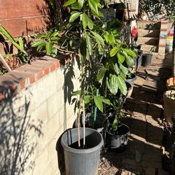 Avocado Trees